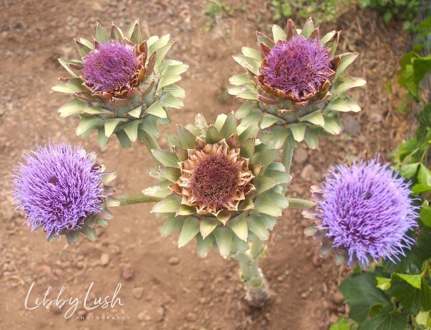 ARTICHOKE FLOWERS .jpg