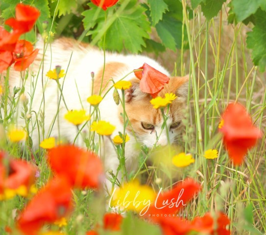 CAT-WITH-FLOWERS.jpg