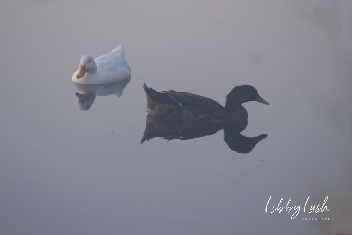 DUCKS AT LINGUA.jpg