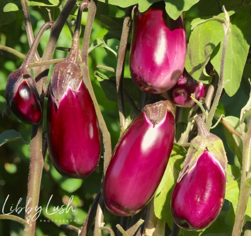 EGGPLANT (1).jpg