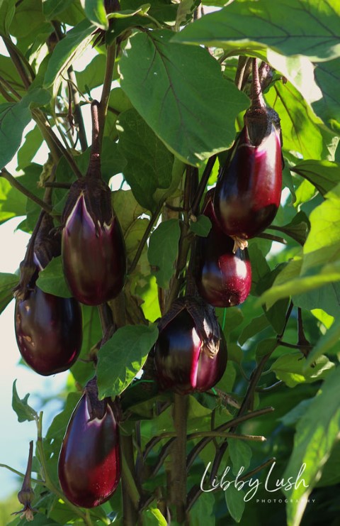 EGGPLANT (3).jpg