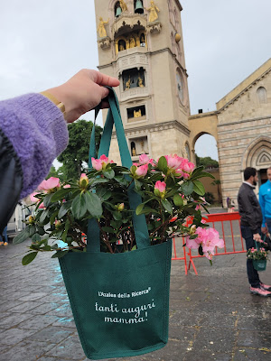 Foto_azalea_duomo.jpg