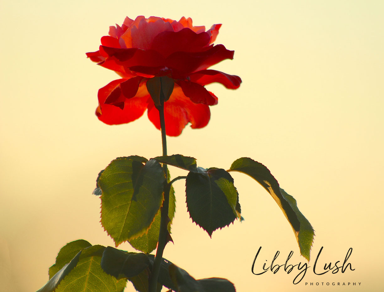 ROSE AT SUNSET  .jpg