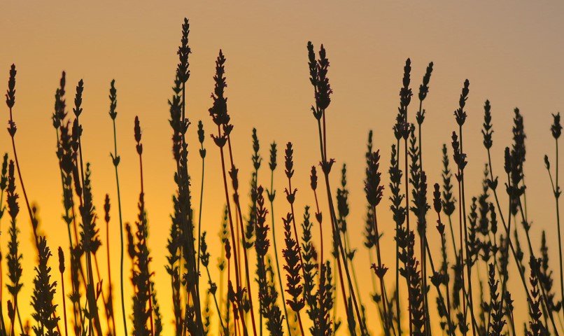 SUNSET & LAVENDER.jpg