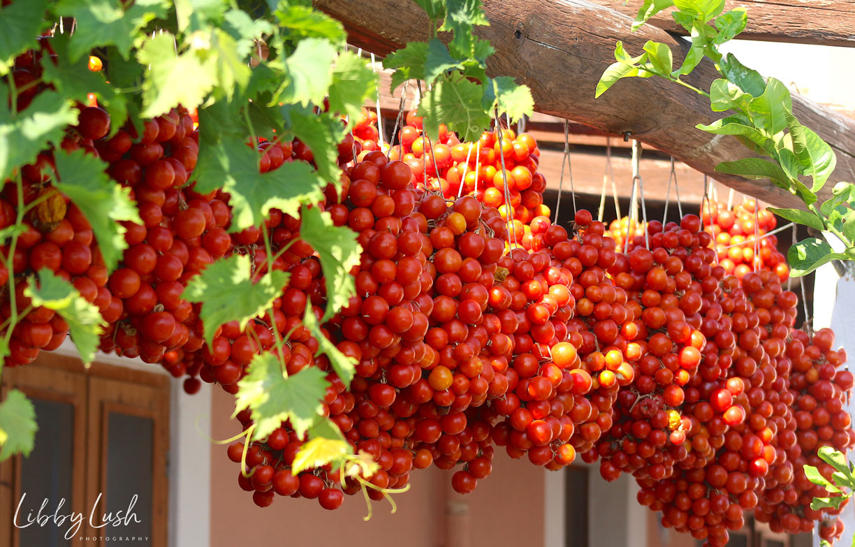 TOMATOES (3).jpg