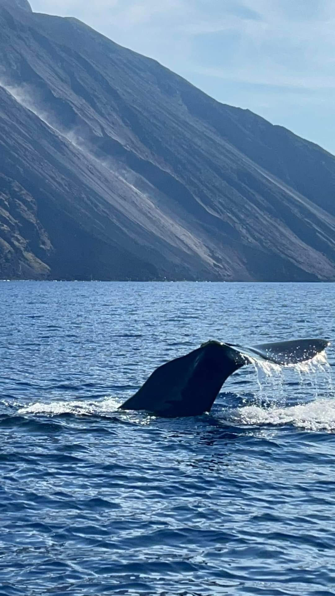 capodogliostromboli.jpg