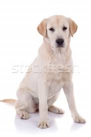 labrador