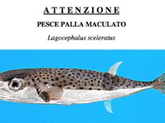 pesce palla